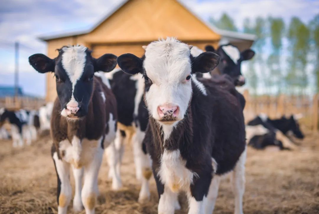 多地现“倒奶杀牛”！奶牛被杀掉卖肉，奶农：有的牧场1个月能亏几十万
